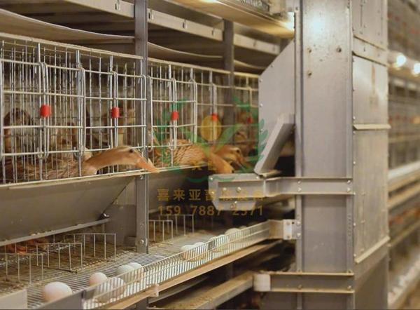 养鸭设备,鸭笼厂