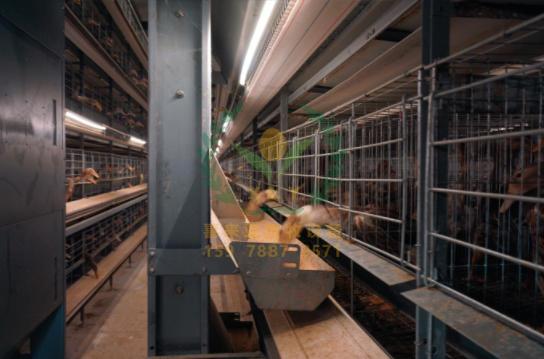 养鸭设备、鸭笼厂