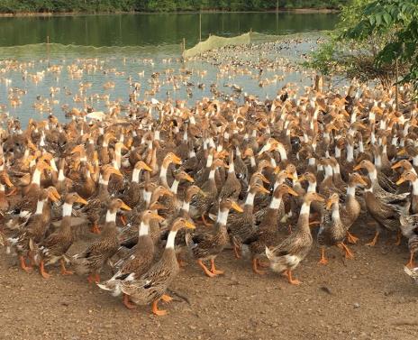 养鸭设备、鸭笼厂