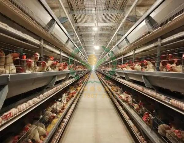 养鸡设备、鸡笼厂