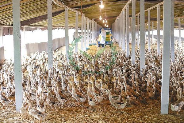 养鸭设备、鸭笼厂