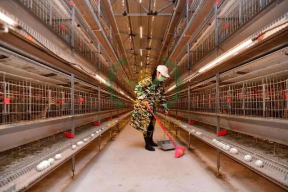 养鸭设备、鸭笼厂