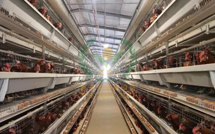 养鸡设备、鸡笼厂