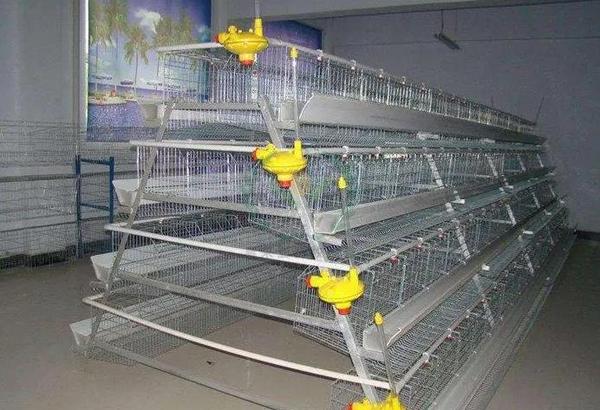 养鸡设备 阶梯式蛋鸡笼厂家