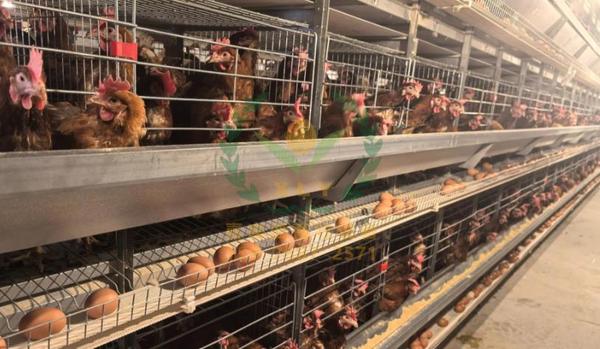 养鸡设备,鸡笼厂