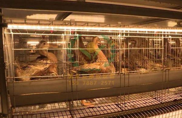 养鸭设备,鸭笼厂