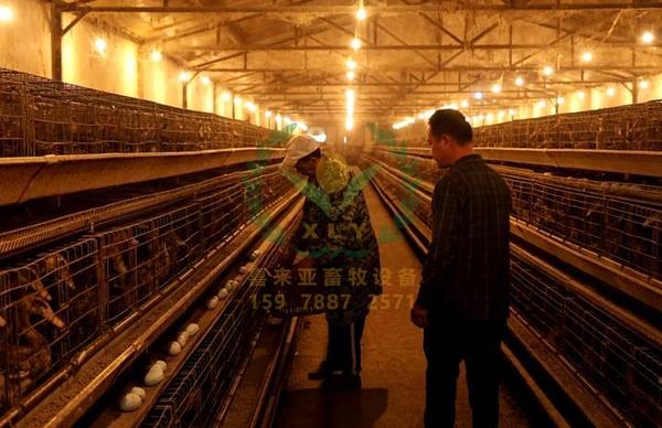 养鸭设备,鸭笼厂