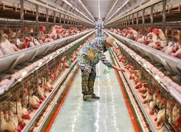 养鸡设备，鸡笼厂