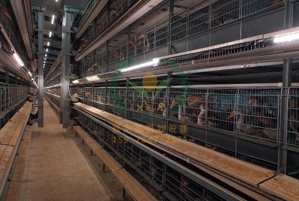 养鸭设备、鸭笼厂