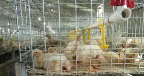 养鸡设备 鸡笼厂