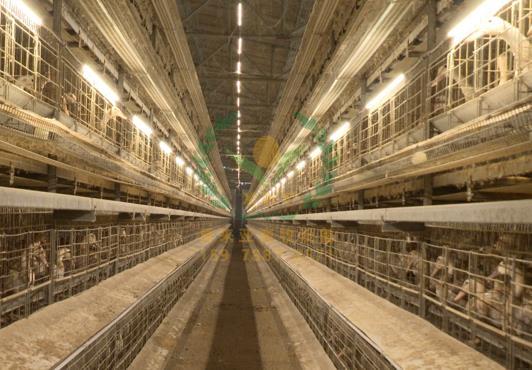 养鸭设备,鸭笼厂