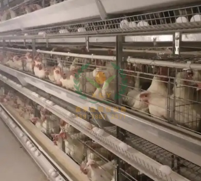 养鸡设备、鸡笼厂