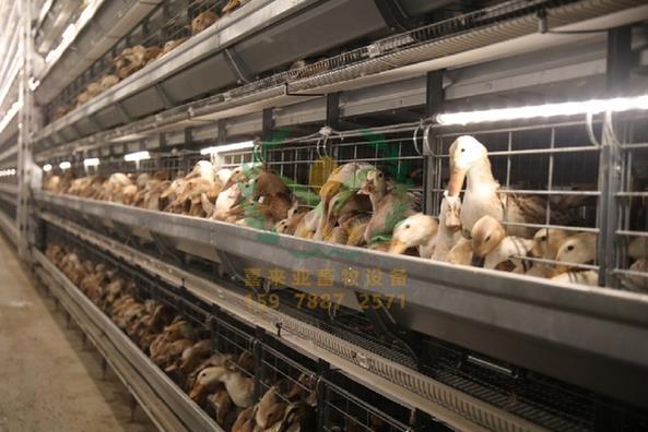 养鸭设备,鸭笼厂