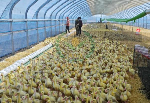 养鹅设备、鹅笼厂