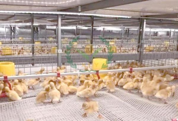 养鸭设备、鸭笼厂