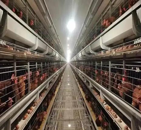 养鸡设备、鸡笼厂
