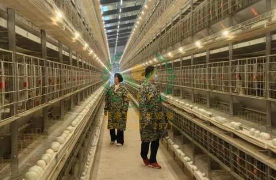 养鸭设备,鸭笼厂