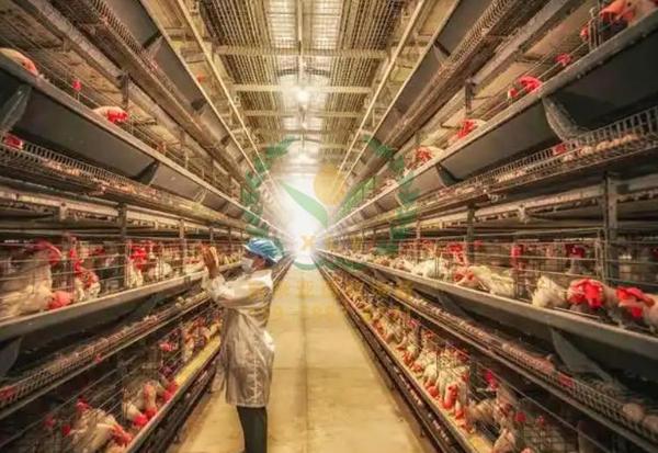 养鸡设备、鸡笼厂