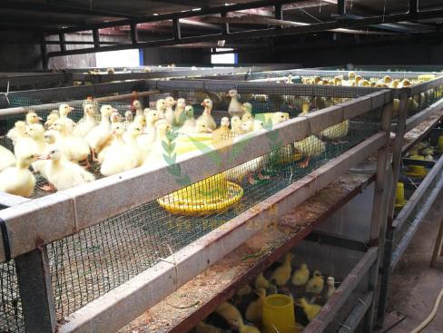 养鸭设备、鸭笼厂