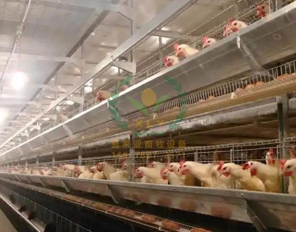 养鸡设备、鸡笼厂