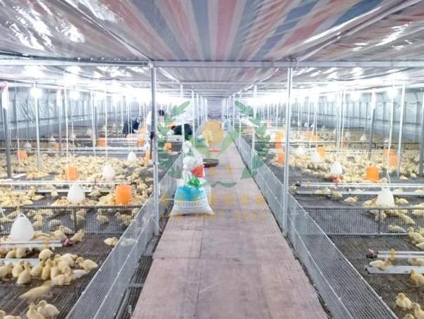 养鸭设备、鸭笼厂
