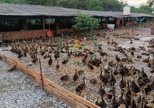 养鸭设备、鸭笼厂