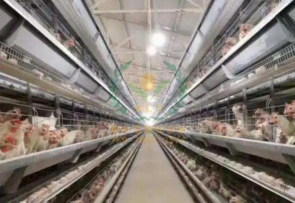 养鸡设备、鸡笼厂