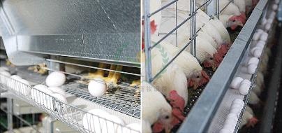 养鸡设备 蛋鸡笼
