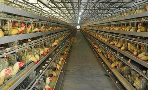 养鸡设备 蛋鸡笼厂