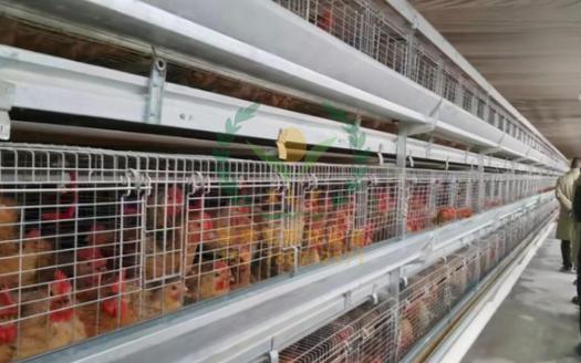 养鸡设备、鸡笼厂