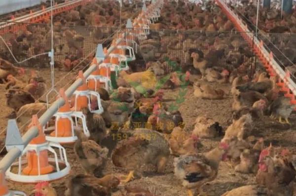 养鸡设备 鸡笼厂