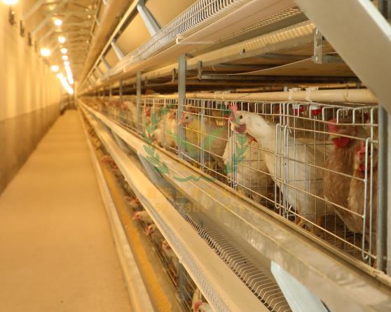 养鸡设备、鸡笼厂