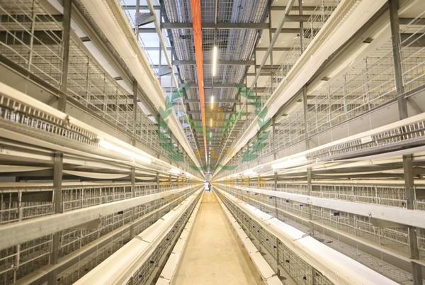 养鸭设备,鸭笼厂