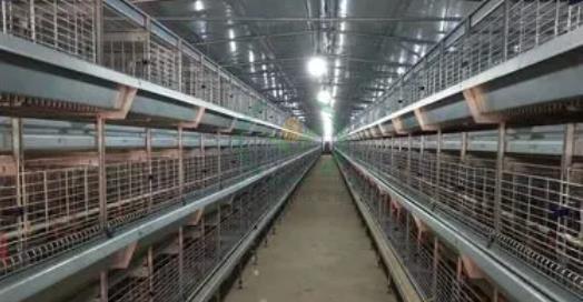 养鸡设备 鸡笼厂